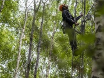 Person up a tree carrying out monitoring