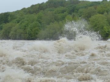 A flood rages past trees