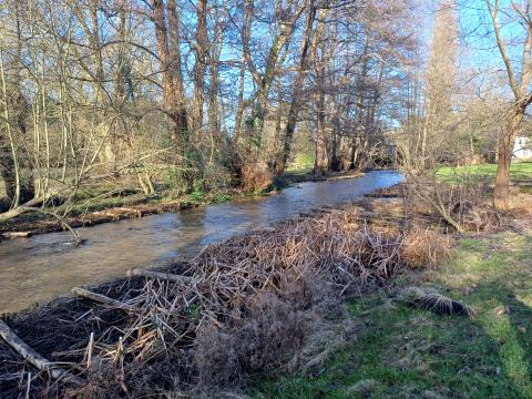 River with trees in background