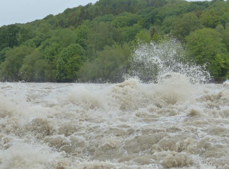 A flood rages past trees