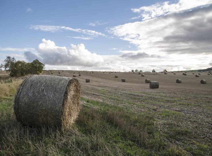Farmer's field with hay bales